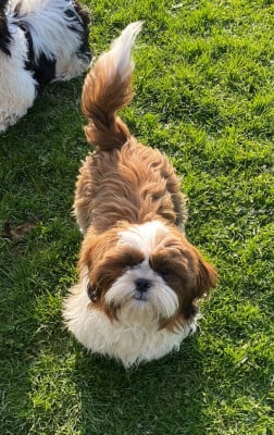 Étalon Shih Tzu - Azrael Du Domaine De Terrut
