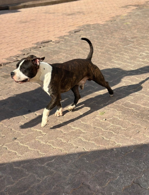 Étalon American Staffordshire Terrier - CH. A Little Avenger Brindel Mighty Red Kennel