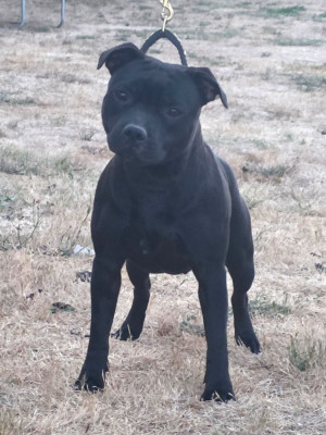 Étalon Staffordshire Bull Terrier - Ad vitam æternam  Du Domaine Des Juraires