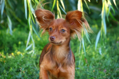 Étalon Russkiy Toy (Petit Chien Russe) - Ava De la Nouknoukerie