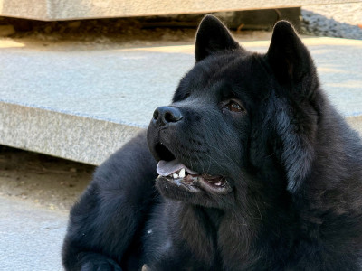 Étalon Chow Chow - AKYO Du Clos De La Horde