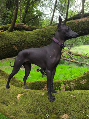Étalon Chien nu du Perou - CH. Susi  Huaytara