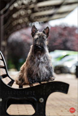 Étalon Scottish Terrier - Aragorn du Clan des Petits Colonels