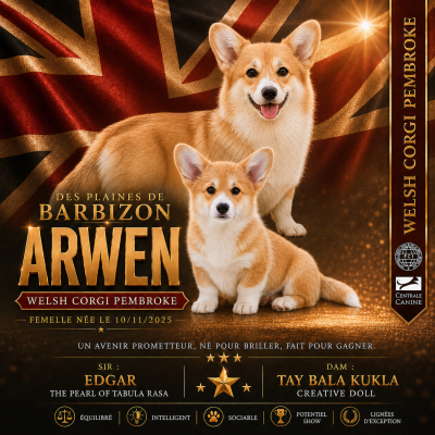 Étalon Welsh Corgi Pembroke - ARWEN Des Plaines De Barbizon