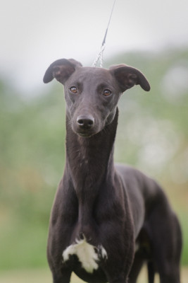 Étalon Whippet - Atomic Spirit Du Domaine Rose Chardon