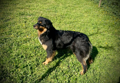 Étalon Berger Australien - Angus black princess des bergers des Alpilles