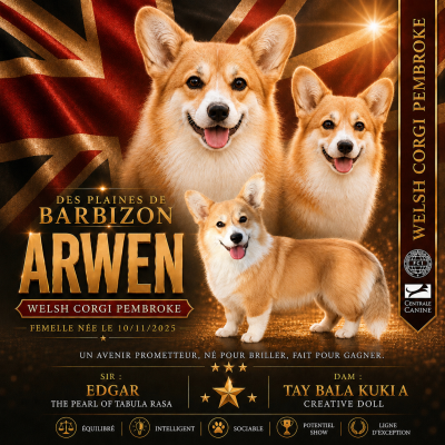Étalon Welsh Corgi Pembroke - ARWEN Des Plaines De Barbizon