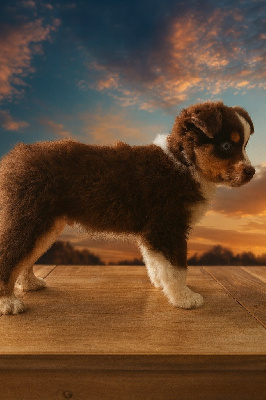 Étalon Berger Américain Miniature - Artefact caducée d'hermès De La Forêt Des Gazelles