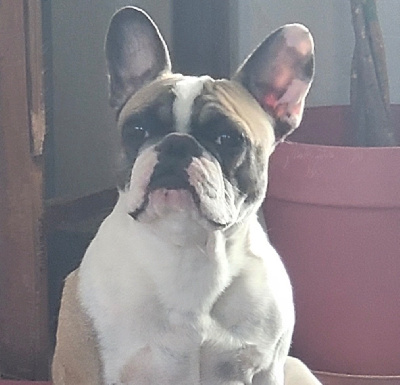 Étalon Bouledogue français - Urka (Sans Affixe)