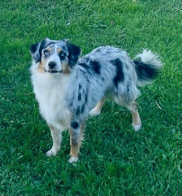 Étalon Berger Américain Miniature - Blue - vie en rose Des Seigneurs De Morlanne