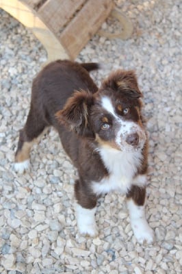 Étalon Berger Américain Miniature - Vanilla pineapple Of Winner Mistral