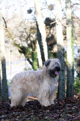 Étalon Berger des Pyrenees à poil long - U'lys Du Rêve à La Réalité