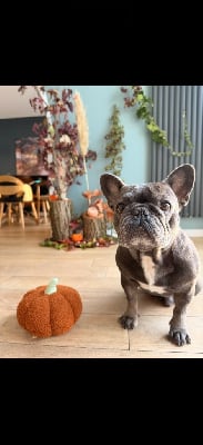 Étalon Bouledogue français - Voltaire (Sans Affixe)