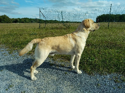 Étalon Labrador Retriever - Du Domaine De Biazak Pacha