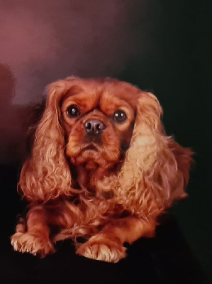 Étalon Cavalier King Charles Spaniel - Rackam des brandes de beaulieu