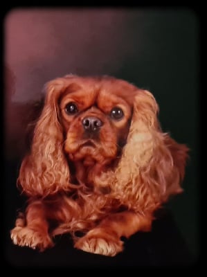 Étalon Cavalier King Charles Spaniel - Rackam des brandes de beaulieu