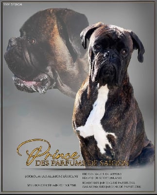 Étalon Boxer - Prince Des Parfums De Saigon}