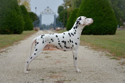 Étalon Dalmatien - Shakimiro's Underwater
