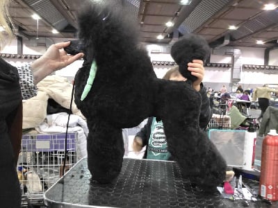 Étalon Caniche - CH. Tales Of Suspense Valley-of-panem