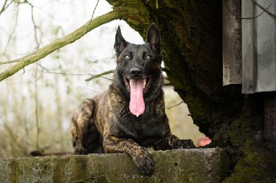 Étalon Berger hollandais - Tommy shelby Du Clan Des Etoiles Noires