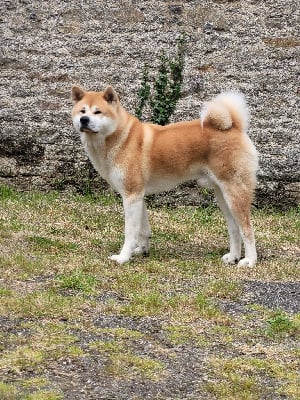 Étalon Akita - Uyoko de nounack}