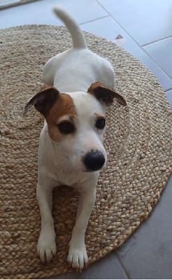 Étalon Jack Russell Terrier - Rocky des cretes du pilat