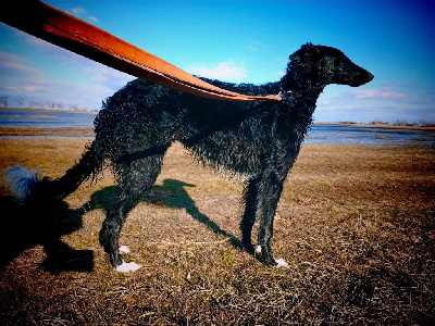 Étalon Barzoi - borzie senavian Iskra