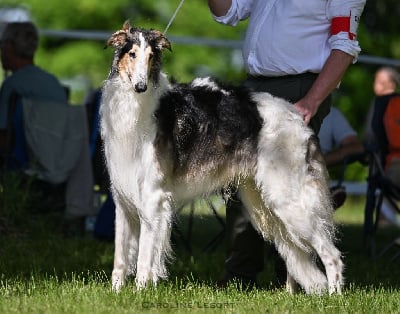 Étalon Barzoi - Tsarkoye selo de la prairie aux korrigans