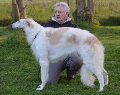 Étalon Barzoi - CH. Petrushka Du cot regnier