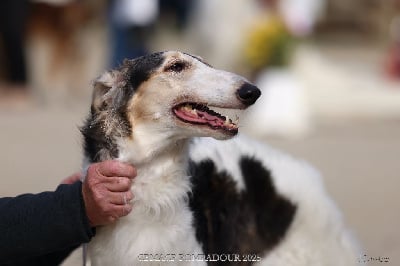 Étalon Barzoi - Taïga de la prairie aux korrigans