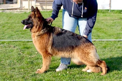 Étalon Berger Allemand - Ushuaia Du Domaine De Brenda