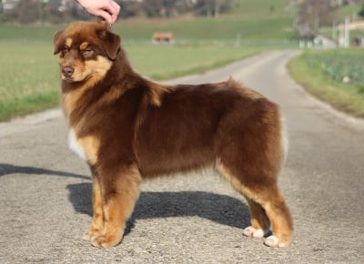 Étalon Berger Australien - Wafle maple syrup Of crystal lake