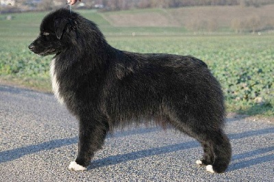 Étalon Berger Australien - Way to bombers Of crystal lake