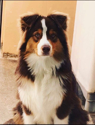 Étalon Berger Australien - Ryder red fire star Du Domaine De La Canurie