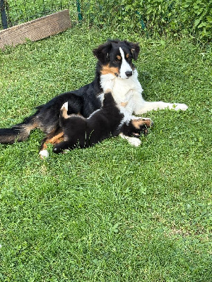 Étalon Berger Australien - Athéna Fangs Of Fire