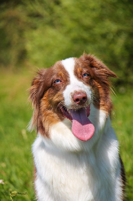 Étalon Berger Australien - U'accacia dite unah De L'amour De L'arche de Noëlle