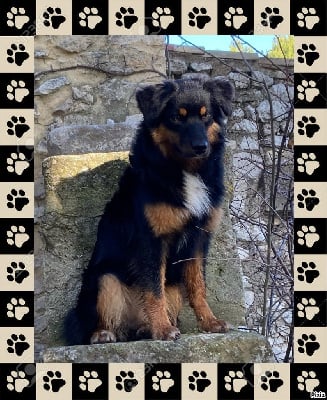 Étalon Berger Australien - Angus black princess des bergers des Alpilles
