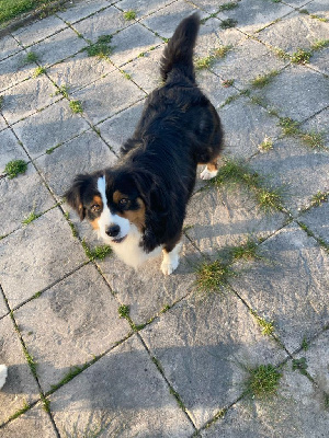 Étalon Berger Australien - Rio de la vallee de francirlange