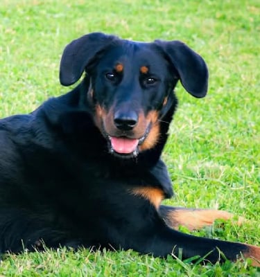 Étalon Berger de Beauce - Tiana de la Noé d'Orient