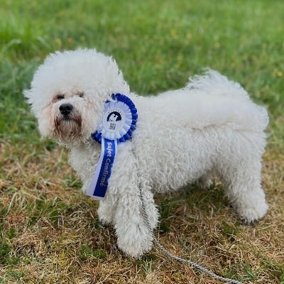 Étalon Bichon Frise - Vipink Of The Grecko Tribe