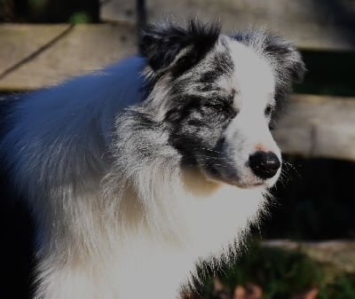 Étalon Border Collie - Virango oaks des Collines de Sagne