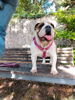 Étalon Bulldog Anglais - Uzy mac ten Of Naughty Bull's