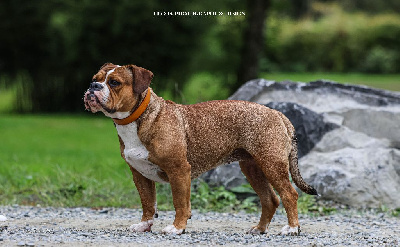 Étalon Bulldog continental - Valentine de Peyriac de Mer