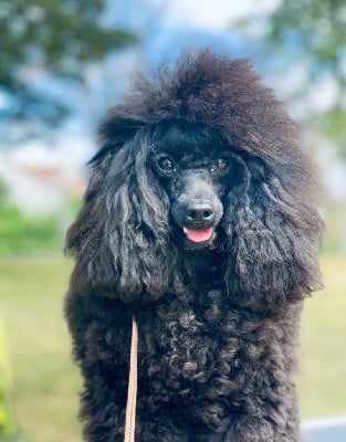 Étalon Caniche - Venus de la vallée des crocs blancs