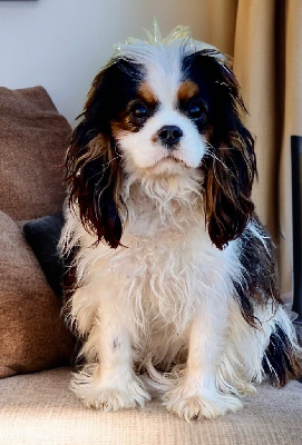 Étalon Cavalier King Charles Spaniel - Angelina jolie Du Mas De Dixie