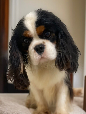 Étalon Cavalier King Charles Spaniel - Version originale Du Mas De Dixie