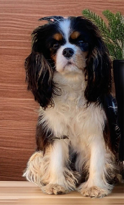 Étalon Cavalier King Charles Spaniel - Adèle de la source d’age
