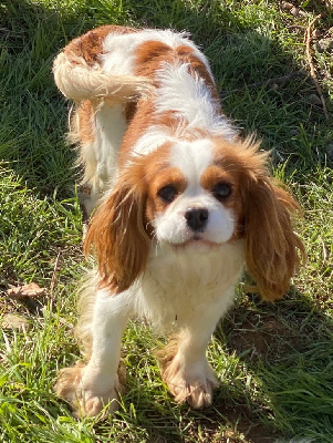 Étalon Cavalier King Charles Spaniel - Vanda Du Rougaillou