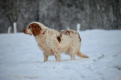 Étalon Chien d'Oysel allemand - Raven Du Cajarc