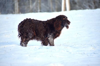 Étalon Chien d'Oysel allemand - Piper Du Cajarc